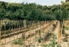 analytical expansion map growth