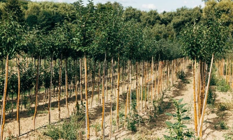 analytical expansion map growth