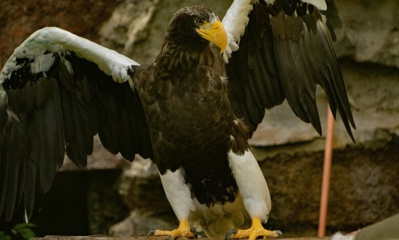 stellar flow 946941269 apex prism